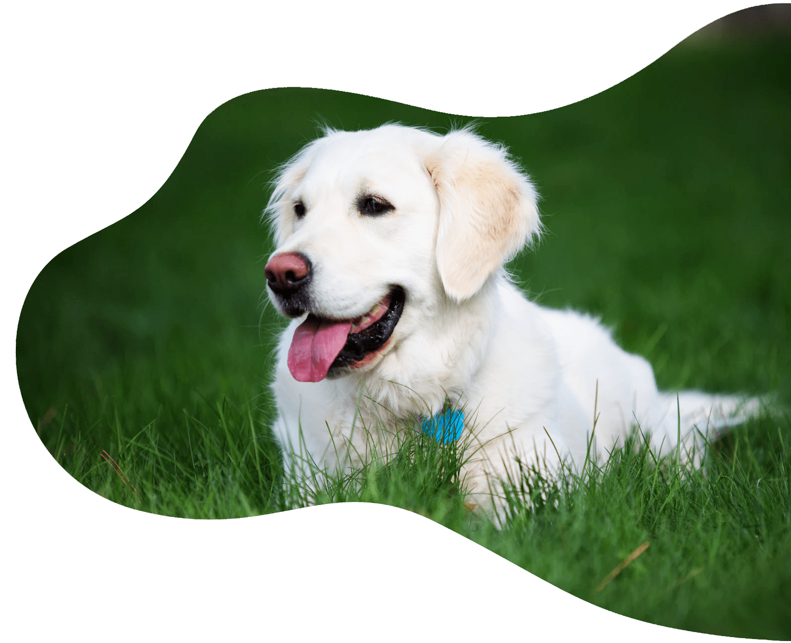 Agriturismo & Glamping Serraiola Alta - Petfriendly