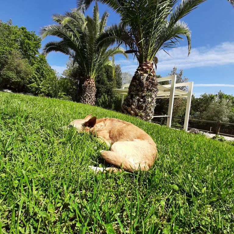 Agriturismo e glamping- petfriendly